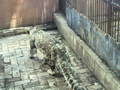 -青藏高原野生动物园