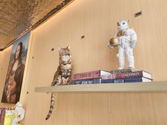 -飞行喵MR PILOT|猫舍·猫咖(静安大融城店)