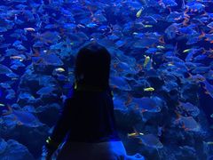 -成都浩海立方海洋公园