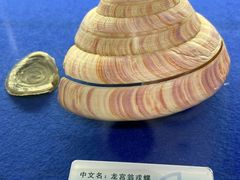 -贝壳王国博物馆