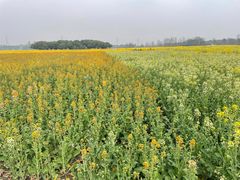 -中国天府农业博览园