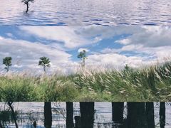 -洱海月湿地公园