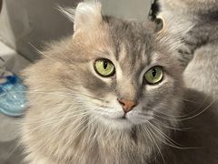 -猫儿山۰猫主题餐厅