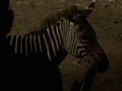 -清迈夜间动物园