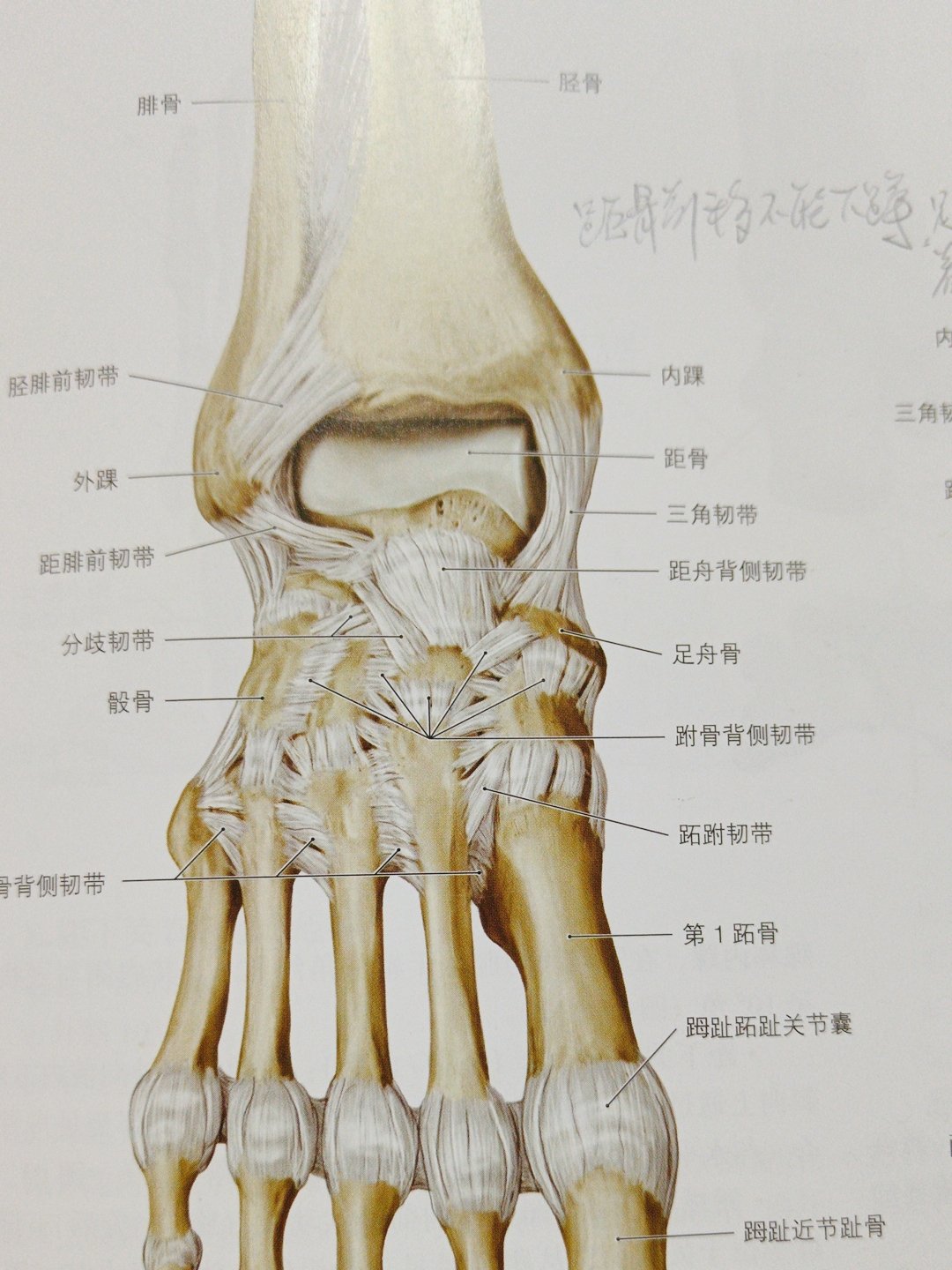 根骨位置图片图片