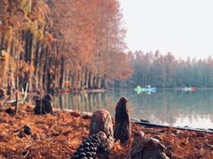 -上海海湾国家森林公园