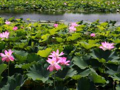 -上海海湾国家森林公园