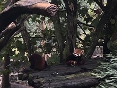 -都江堰中华大熊猫苑