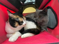 -纳吉亚猫专科动物诊疗中心(蒋宅口分院)