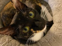 -爱诺耐芙动物医院(万博店)