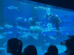 -北戴河圣蓝海洋公园