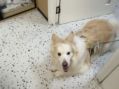 -瑞派康怡24h宠物医院·犬猫医疗中心·微创绝育(瑞景分院)