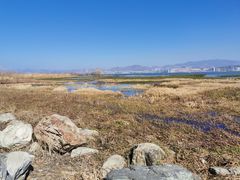 -洱海月湿地公园