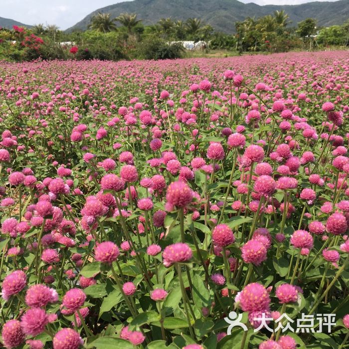 玫瑰谷图片-北京其他景点-大众点评网