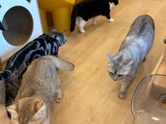 -有喵·猫咖·狗咖·30几只猫10只小狗(岗厦店)