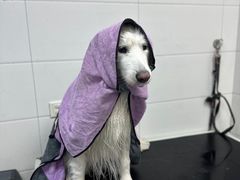 -达爱动物医院·犬猫分区·CT·复杂眼科(远洋山水分院)