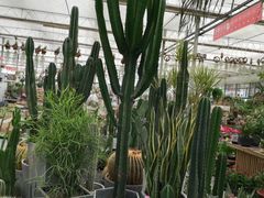 -芭莉与彩虹西餐厅(成都合生汇店)