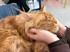 -平行世界·猫咖(首经贸店)