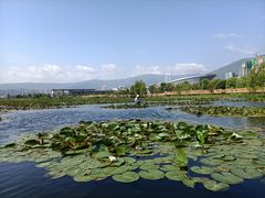 -洱海月湿地公园