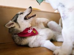 -Husky Go! 哈士奇体验馆·宠物咖啡厅狗咖