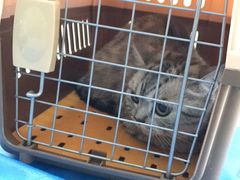 -芭比堂动物医院·犬猫全科·异宠专科(雁塔分院)