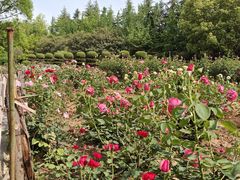 -洛阳市隋唐城遗址植物园