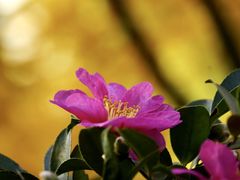 -新虹桥中心花园