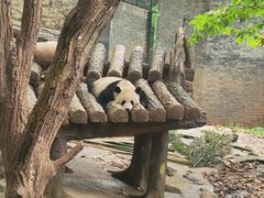 -都江堰中华大熊猫苑