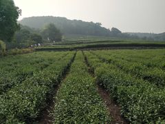 -中国茶叶博物馆(双峰馆区)