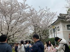 -武汉大学-樱园
