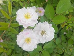 -大塘金香草谷