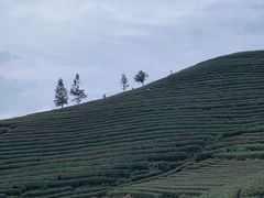 -龙坞茶村