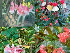 -华南国家植物园-售票处