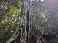 -中国科学院西双版纳热带植物园