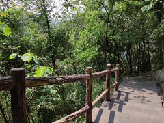 -铁山坪森林公园