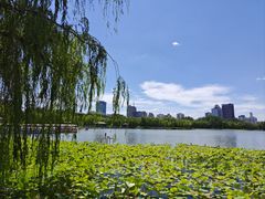 -莲花池公园