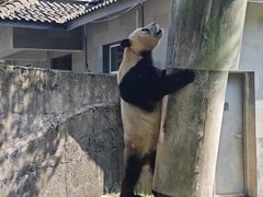 -中国大熊猫保护研究中心雅安碧峰峡基地