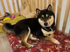 -柴迷FANS CLUB·柴犬狗咖·猫咖