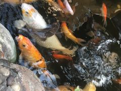 -上海大自然野生昆虫馆(东方明珠·爬宠昆虫探索中心)