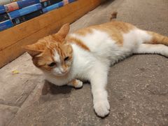 -猫的天空之城概念书店(苏州平江店)