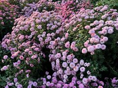 -鹅岭公园瞰胜楼