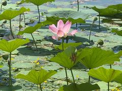 -丁香湖公园
