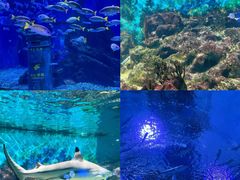 -海合安武汉极地海洋公园