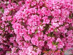 -济南国际园博园