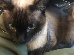 -猫的茶·猫咖