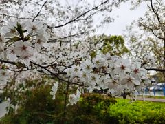 -高东镇樱花园