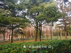 -顾村公园