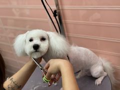 -FAELING PETS美天灵宠物(合生汇店)