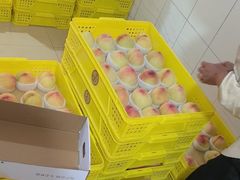 -老袁家蜜桃农场·阳山水蜜桃