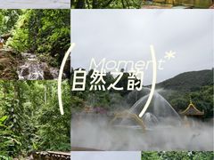 -西双版纳原始森林公园